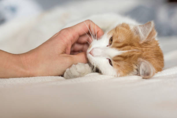 istock Happy tricolor kitten stroking 908011682