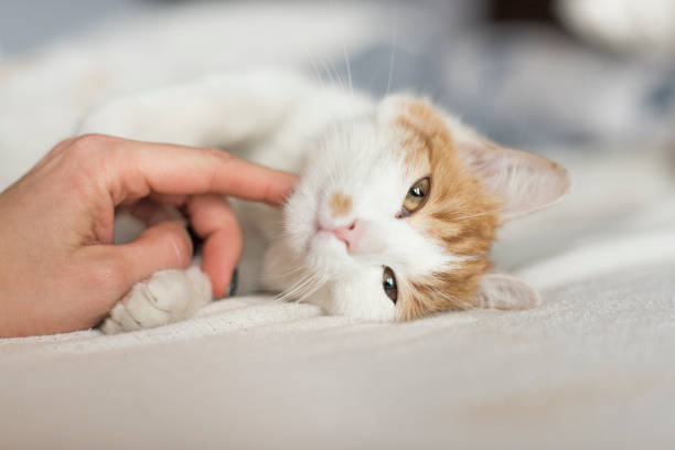 istock Tricolor Kitten Fondled 908011782