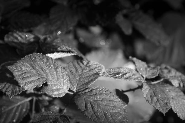 istock Frozen blackberry leaves covered in frost 908011820