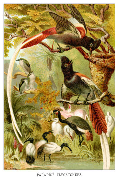 Paradise flycatchers Paradise flycatchers - Scanned 1885 Color Engraving africa antique old fashioned engraving stock illustrations