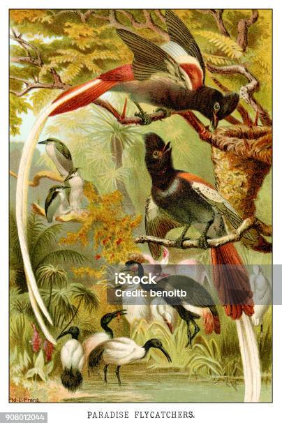 Paradise Flycatchers Stock Illustration - Download Image Now - Illustration, Bird, Art