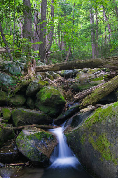 istock Natural Beauty in the Smoky's 908014218