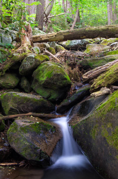istock Natural Beauty in the Smoky's 908014228