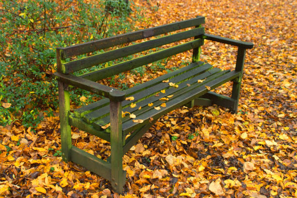 istock Wooden park bench in a clearing 908014698