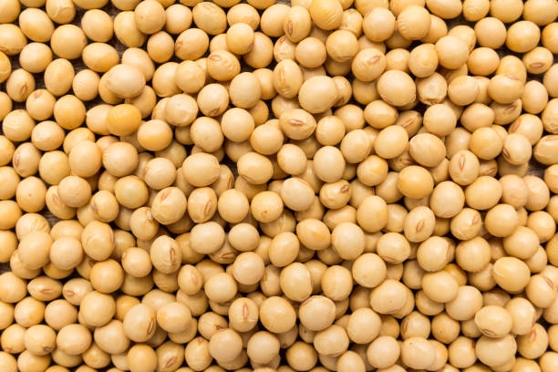 istock Soybean legume. Closeup of grains, background use. 908017114