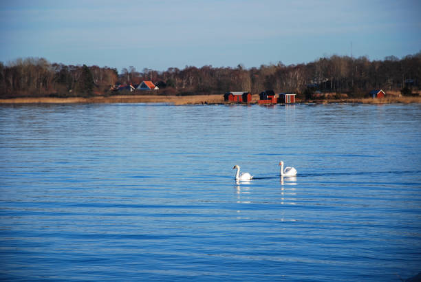 istock Peaceful view with swans by the coast 908017350