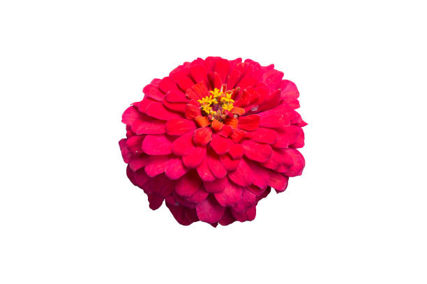 istock Elegant zinnia double red flower isolated on white. 908017864