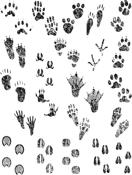 Grunge Animal Tracks Grunge Animal Tracks, change colors as you like paw print illustrations stock illustrations