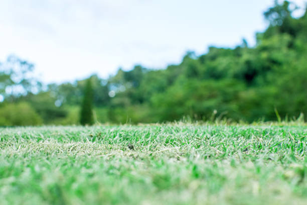 istock Green grass in beautiful morning light. 908019104