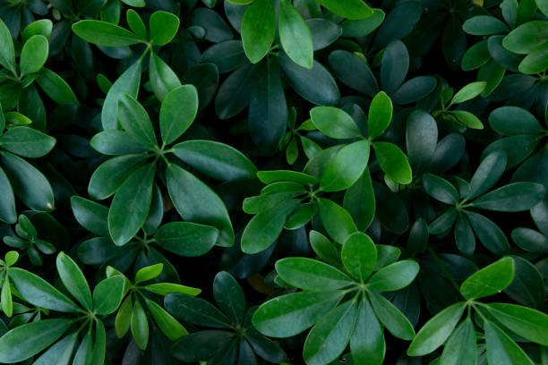 istock Green plant,Green Leaves 908019472