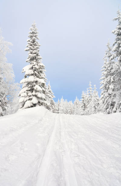 istock Skitrack in the forest, Nordmarka Oslo Norway 908020450