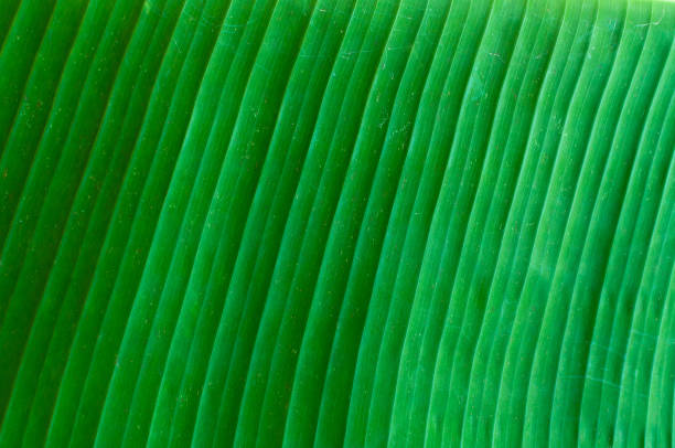 istock Closeup of banana leaf texture abstract background 908020748