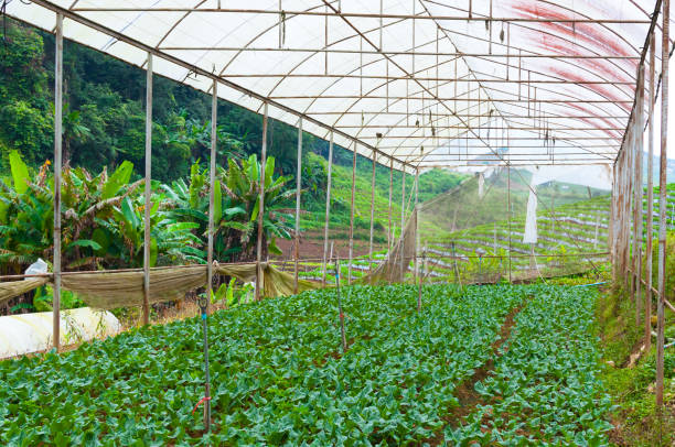 istock Organic vegetable farm garden 908021978