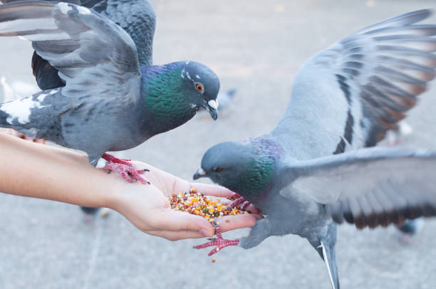 istock Pigeon eating from woman hand on the park 908022048