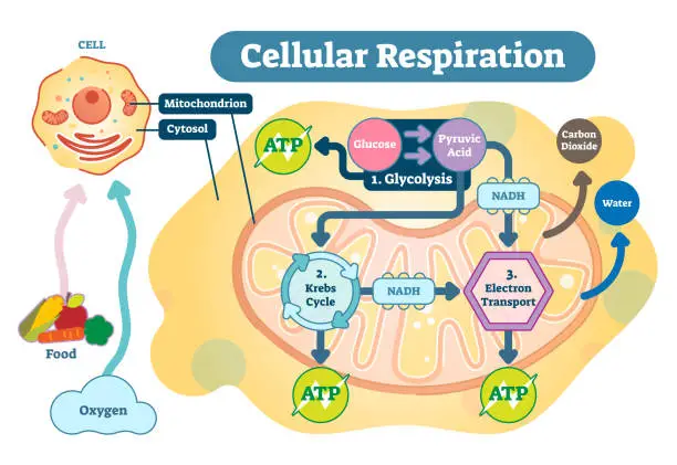 Vector illustration of Cellular respiration medical vector illustration diagram, respiration process scheme.