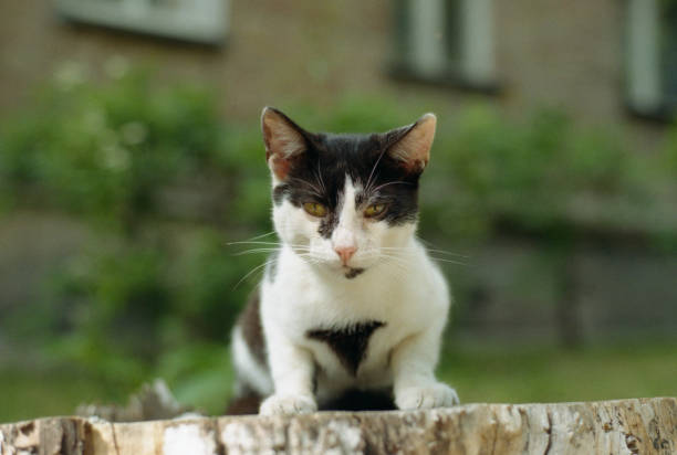 istock Sitting domesticated cat outdoors. Shot on film 908023002