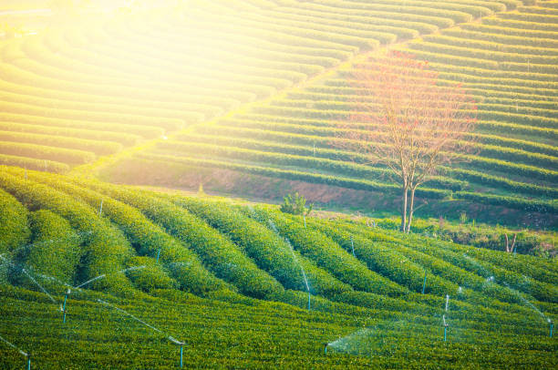 istock Panoramic view Sunrise and mist on mountain view at the north of thailand 908024116