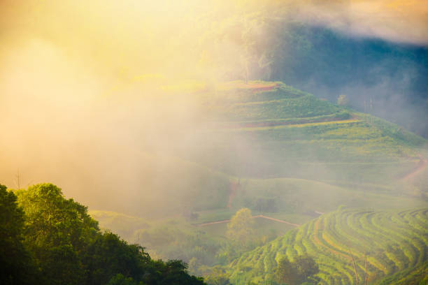 istock Panoramic view Sunrise and mist on mountain view at the north of thailand 908024224