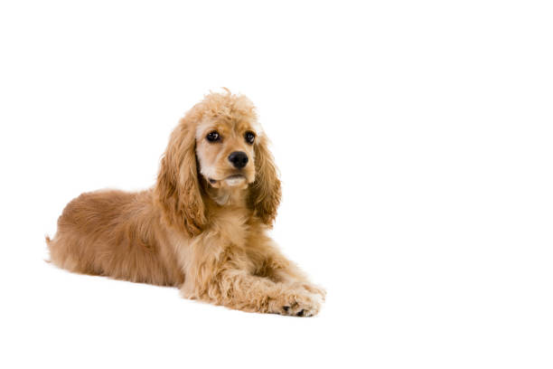 istock Cute little golden cocker spaniel puppy 908024354