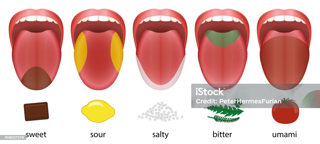 Tongue with five taste areas sweet, sour, salty, bitter and umami represented by chocolate, lemon, salt, herbs and tomatoe. Taste Bud stock vector