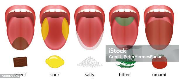 Tongue With Five Taste Areas Sweet Sour Salty Bitter And Umami Represented By Chocolate Lemon Salt Herbs And Tomatoe Stock Illustration - Download Image Now