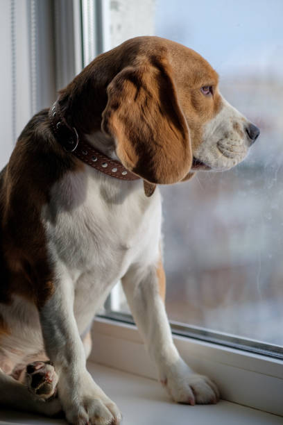 istock Beagle dog sitting on the windowsill and looking out the window 908027622