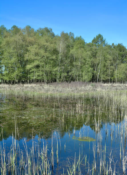 Biotope in Schwalm-Nette Nature reserve,Rhineland,Germany