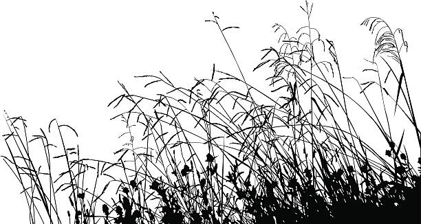 Meadow Grass Silhouette  prairie stock illustrations
