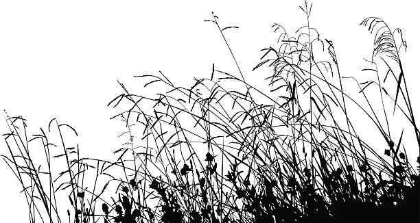 Vector illustration of Meadow Grass Silhouette