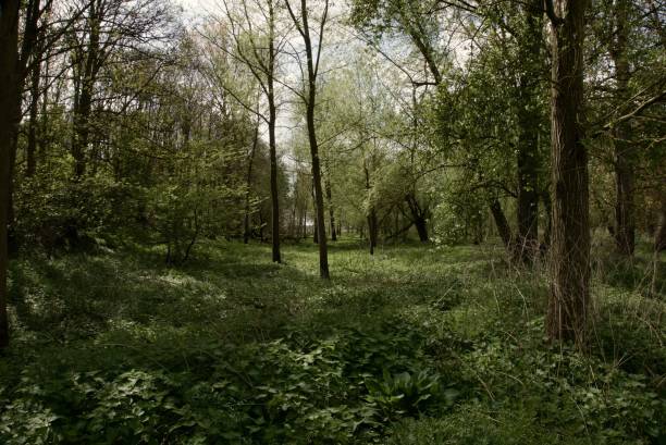 Homersfield Norfolk, Flixton Suffolk, Earsham Suffolk