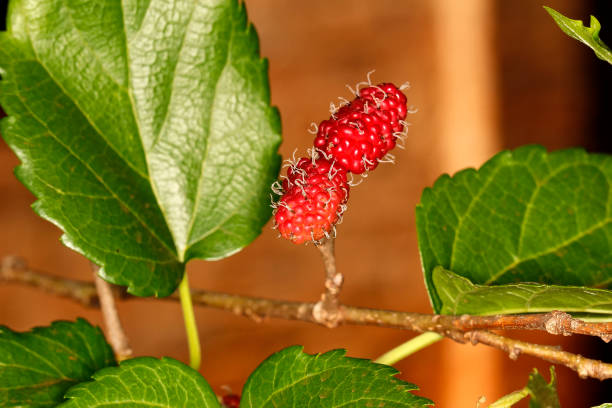 blackberry brasileiro (morus celtidifolia) na amoreira fechar foto - foto macro de balckberry brasileira na amoreira - blackberry fruit mulberry isolated - fotografias e filmes do acervo