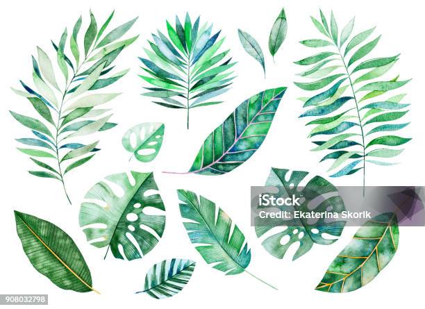 Watercolor Greens Collection Stock Illustration - Download Image Now - Palm Leaf, Tropical Pattern, Border - Frame