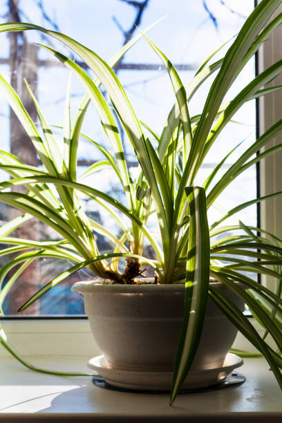istock Chlorophytum houseplant in pot on the windowsill 908032936