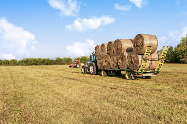 istock Agricultural scene. Tractor lifting hay bale on barrow. 908033086