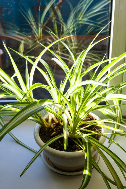 istock houseplant in pot illuminated by sun light 908033118
