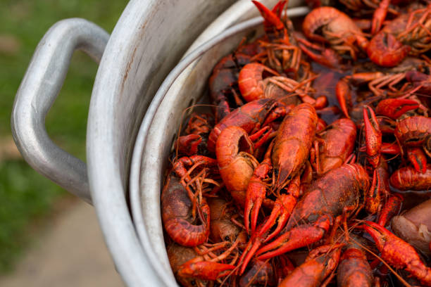 louisiana dégustation d'écrevisses - langouste photos et images de collection