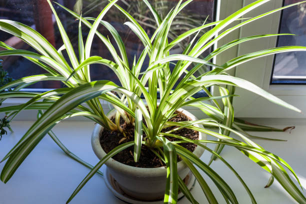 istock house plant on the window sill illuminated by sun 908033450