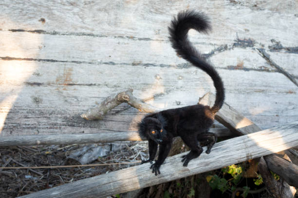 Male Black lemur (Eulemur macaco) climbing on a wooden log, Nosy Komba, Madagascar stock photo