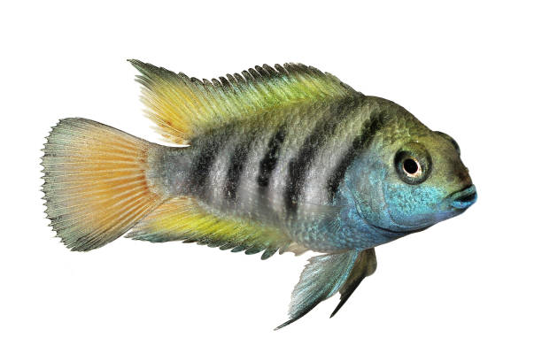 pesce d'acquario tropicale honduregni cichlid amatitlania - brooder foto e immagini stock