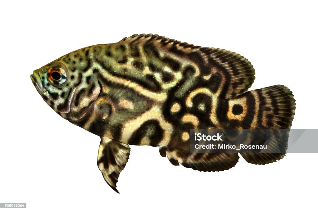 Tiger Oscar Cichlid Astronotus ocellatus aquarium fish Cichlid Stock Photo