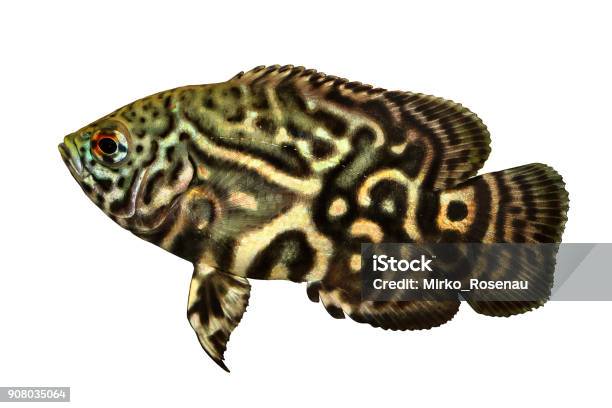 Tiger Oscar Cichlid Astronotus Ocellatus Aquarium Fish Stock Photo - Download Image Now