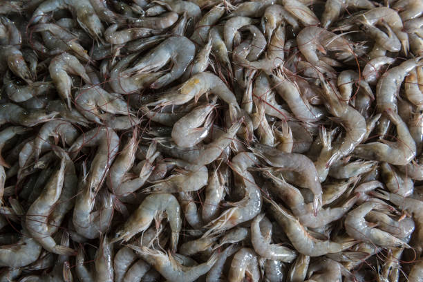 istock Fresh-caught shrimp at Jimbaran fish market, Bali 908035220