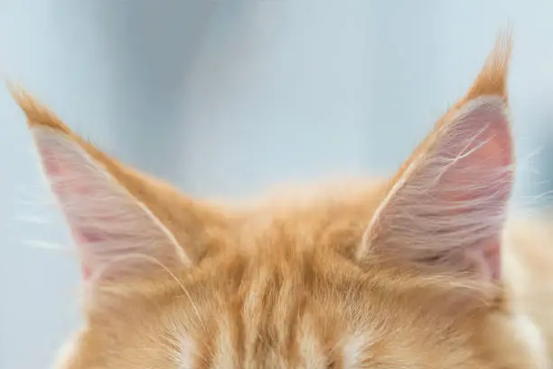 Photo of Kitten's red ears. Close-up