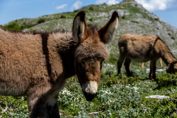 istock Donkey Grazing On Mount Labbro Equus africanus asinus 908036264