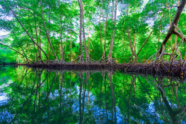 istock mangrove green trees reflected in water 908036442