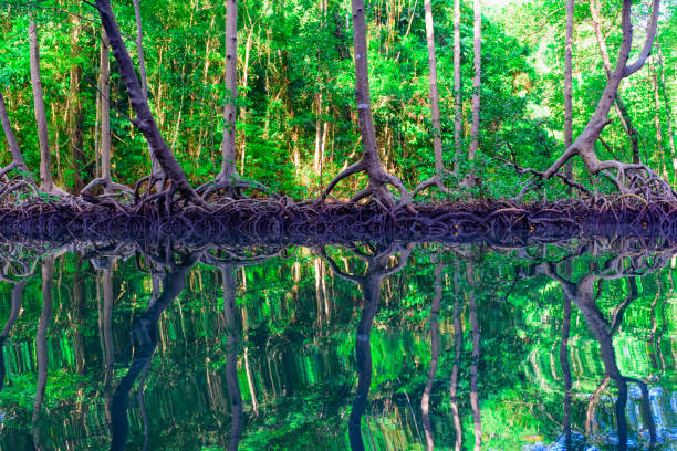 istock mangrove green trees reflected in water 908036514