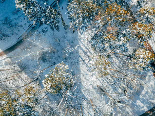 istock Aerial of Trees in the Winter 908036526
