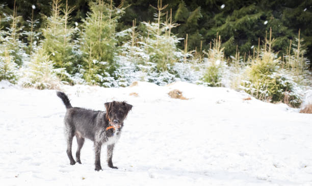 istock Happy rescued dog in winter snow 908037038