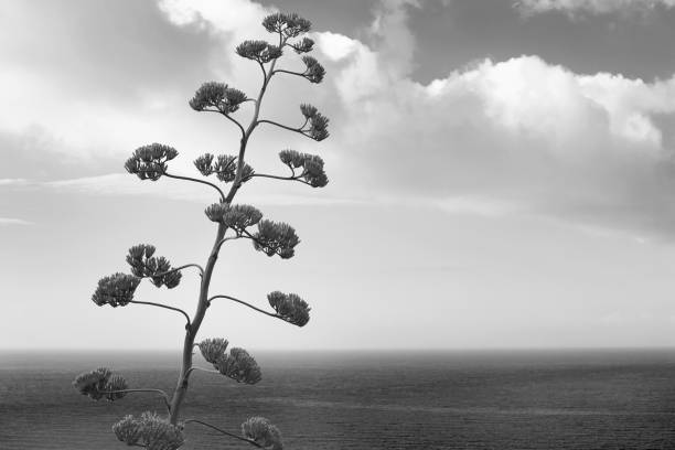 istock Agave flower with mediterranean sea view 908038042