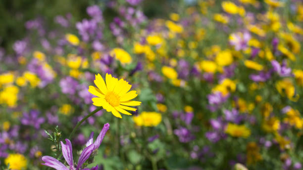 DSLR photo of yellow daisy flower in flower bed. Purple and yellow flowers are seen defocused on the background. Selective focus on single flower. Shot in outdoor daylight with a full frame DSLR camera. No people are seen in photo.